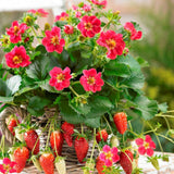 Capsun Remontant Toscana (Fragaria Ananassa), cu fructe dulci-acrisoare