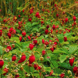 Capsuna de Padure (Fragaria vesca), cu fructe mici dulci
