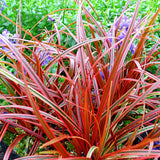 Iarba Ornamentala Carex Rogoz Everflame, rosu-burgundiu