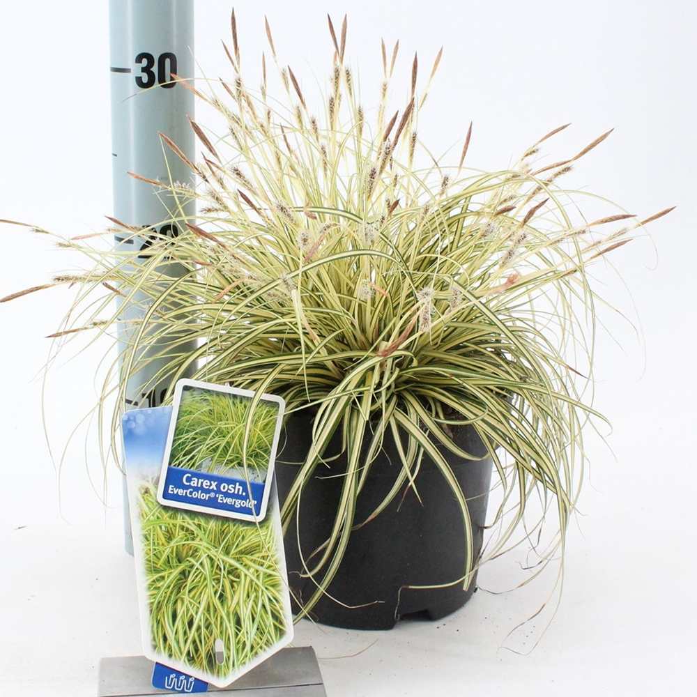Iarba Ornamentala Carex Rogoz Evergold, perena bicolora, ideala pentru umbra si ghivece, semi vesnic verde