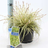 Iarba Ornamentala Carex Rogoz Evergold, perena bicolora, ideala pentru umbra si ghivece, semi vesnic verde