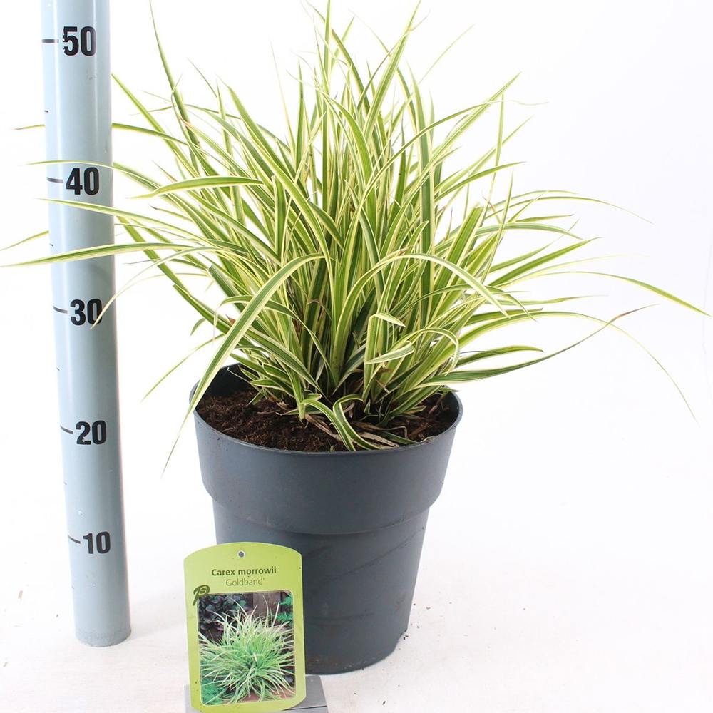 Iarba Ornamentala Carex Rogoz Goldband, perena bicolora, ideala pentru umbra si ghivece, semi vesnic verde