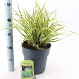 Iarba Ornamentala Carex Rogoz Goldband, perena bicolora, ideala pentru umbra si ghivece, semi vesnic verde