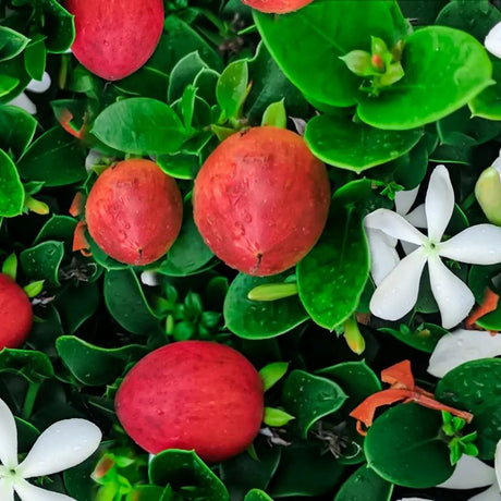 Плодово дърво Carissa, саксийно растение с червени сладко-кисели плодове, подходящи за десерти и похапване