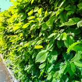 Carpen European (Carpinus Betulus), gard viu