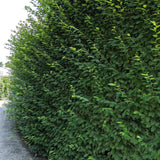 Carpen European (Carpinus Betulus), gard viu