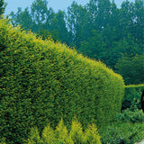 Carpen European (Carpinus Betulus), gard viu