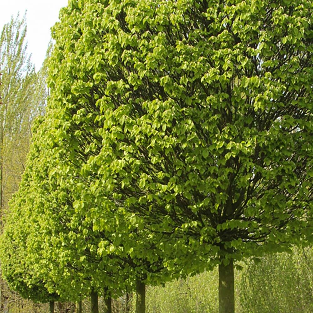 Carpen Monumentalis (Carpinus Betulus)