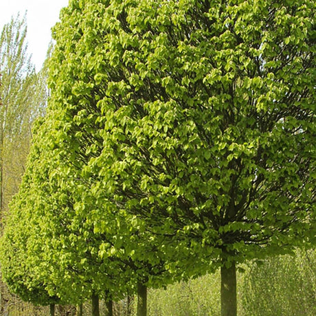 Carpen Monumentalis (Carpinus Betulus)