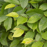 Carpen Monumentalis (Carpinus Betulus)