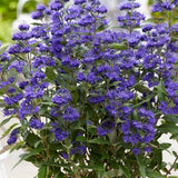 Barba Albastra (Caryopteris) Heavenly Blue