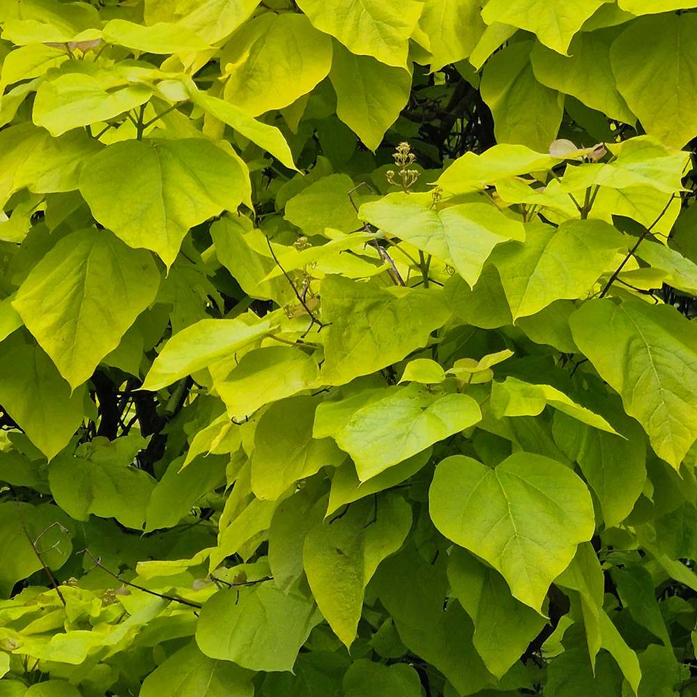 Catalpa Nana Globulara Auriu (Arbore Trompeta) - VERDENA - Tulpina de 120 cm inaltime, ghiveci de 7.5 l