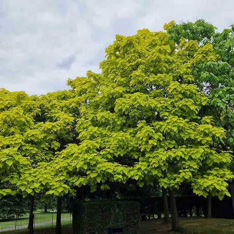 Catalpa Nana Globulara Auriu (Arbore Trompeta)