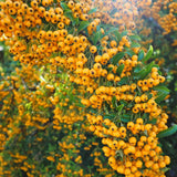 Catina Ornamentala galbena (Pyrachanta) Soleil d'Or - 65 cm