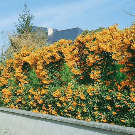 Catina Ornamentala galbena (Pyrachanta) Soleil d'Or - 65 cm