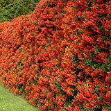 Catina Ornamentala Rosu (Pyrachanta Red Column)