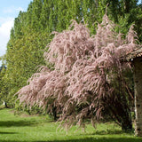Catina Rosie - Roz (Tamarix Tetrandra) Pink Cascade