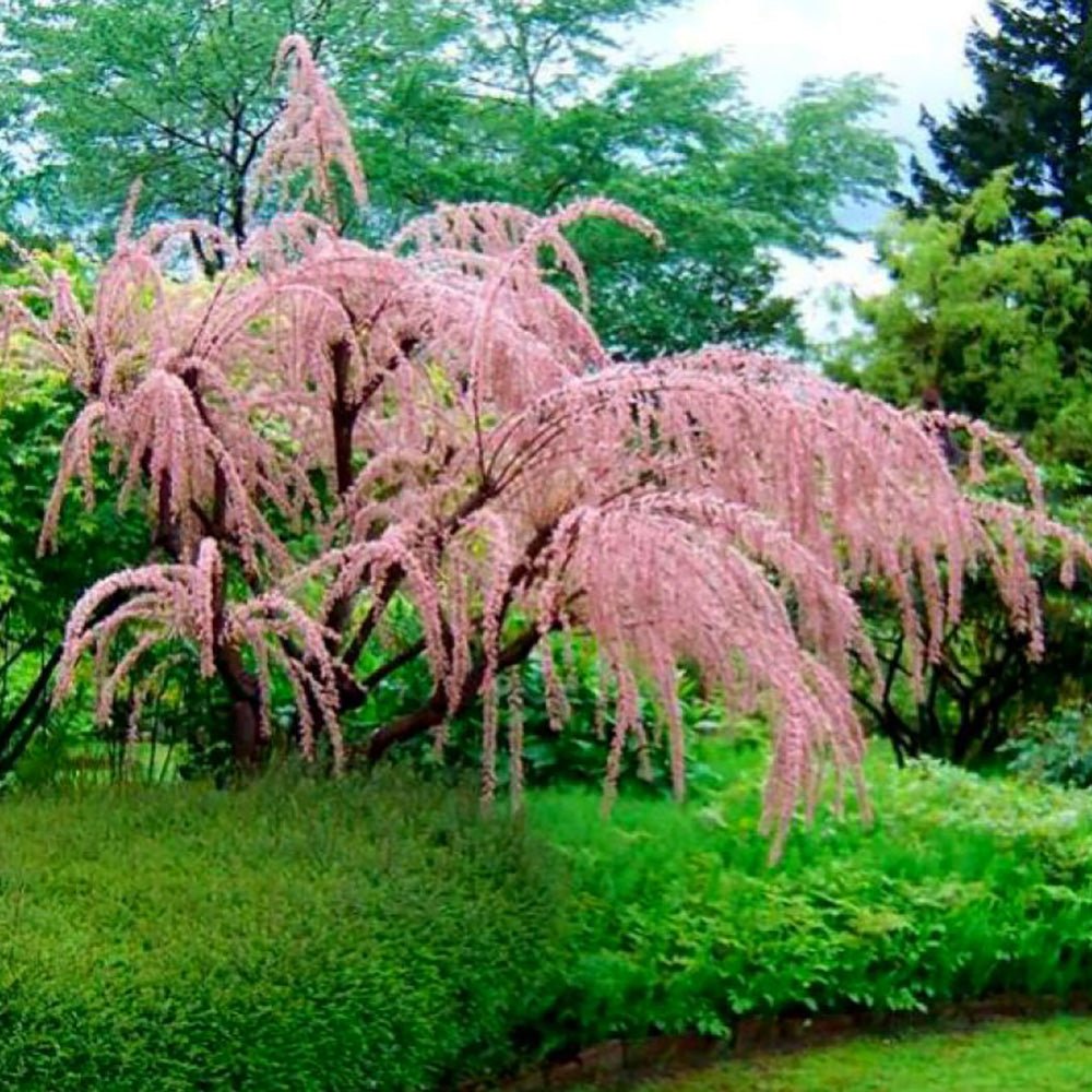 Catina Rosie - Roz (Tamarix Tetrandra) Pink Cascade