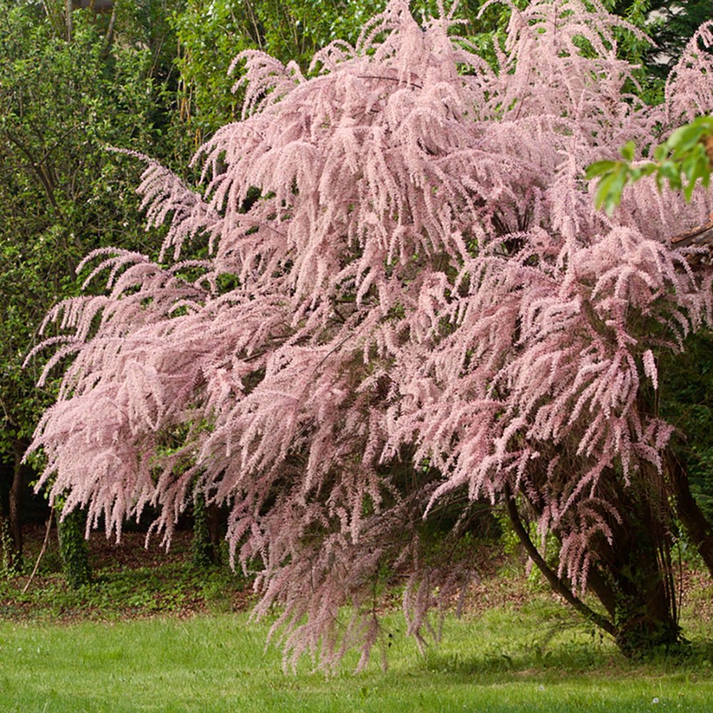 Catina Rosie - Roz (Tamarix Tetrandra) Pink Cascade
