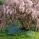 Catina Rosie - Roz (Tamarix Tetrandra) Pink Cascade