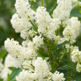 Люляк калифорнийски (Ceanothus) Millerton Point – вечнозелен храст със сини цветове
