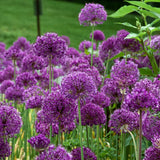 Black Friday - Reduceri Bulbi Ceapa Ornamentala (Allium) Purple Sensation, cu flori sferice violet intens Promotie