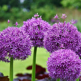 Bulbi Ceapa Ornamentala (Allium) Purple Sensation, cu flori sferice violet intens