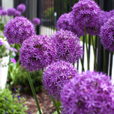 Ceapa Ornamentala Allium Purple Sensation, cu flori sferice violet intens