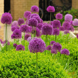 Bulbi Ceapa Ornamentala (Allium) Purple Sensation, cu flori sferice violet intens