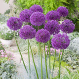 Black Friday - Reduceri Bulbi Ceapa Ornamentala (Allium) Purple Sensation, cu flori sferice violet intens Promotie