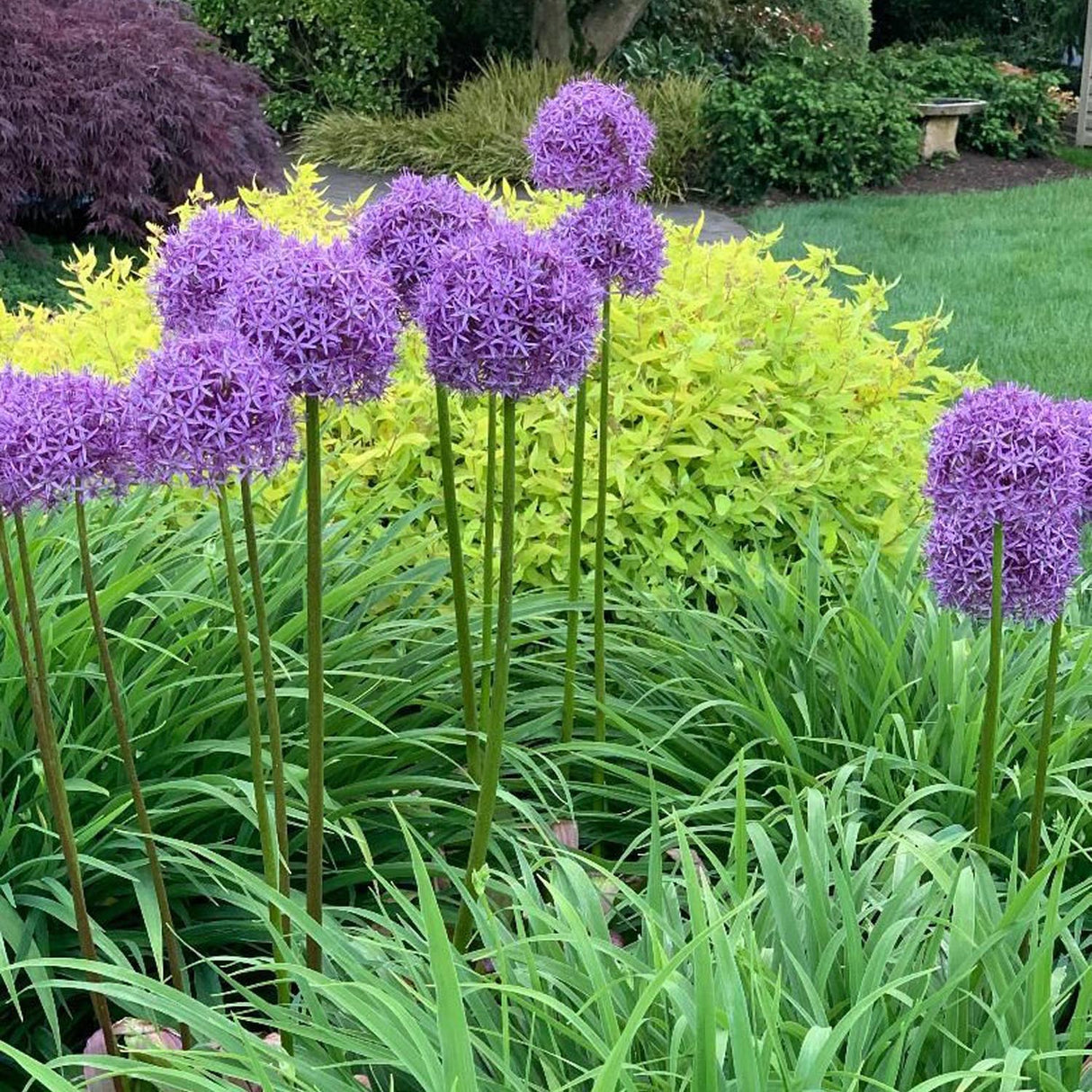 Bulbi Ceapa Ornamentala (Allium) Purple Sensation, cu flori sferice violet intens