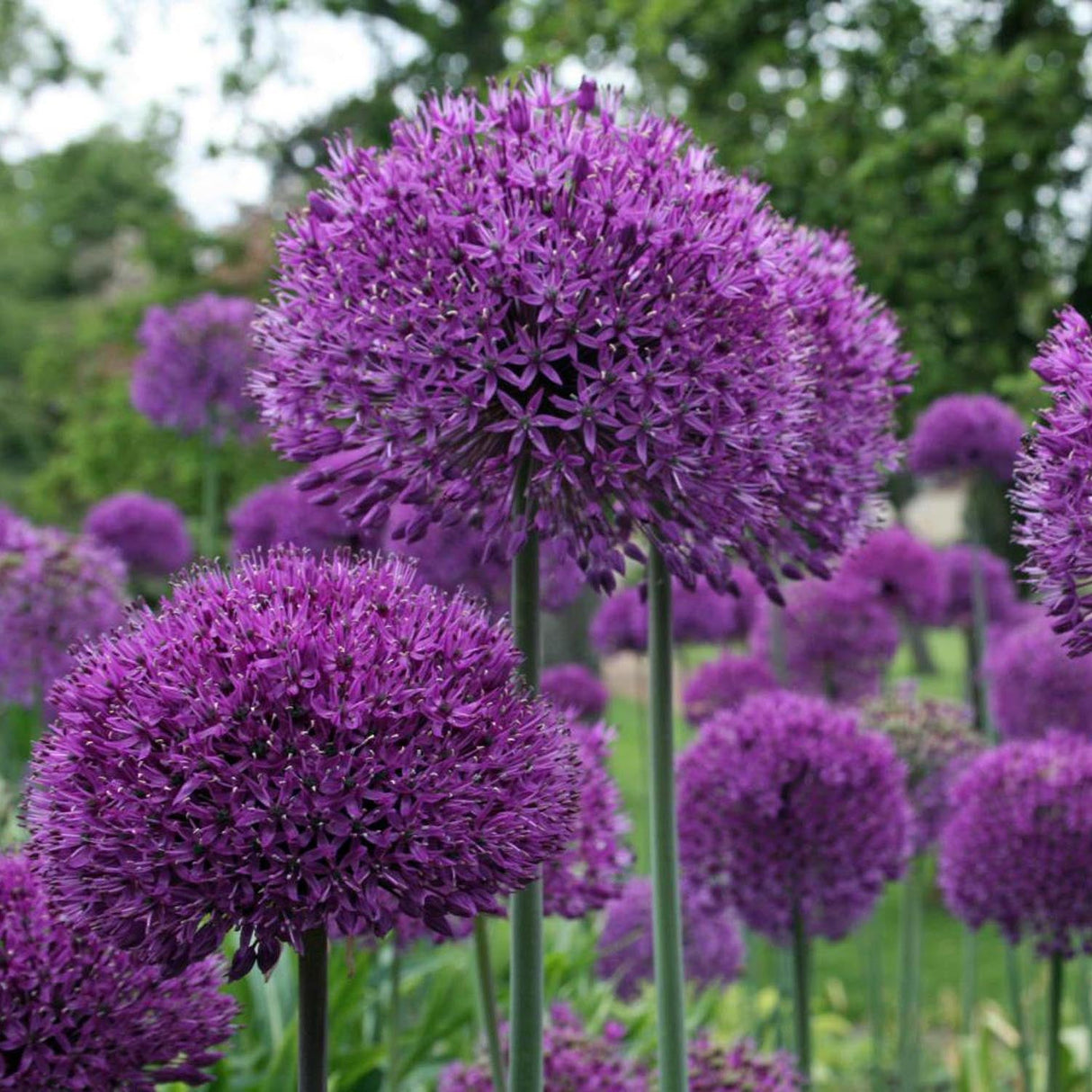 Black Friday - Reduceri Bulbi Ceapa Ornamentala (Allium) Purple Sensation, cu flori sferice violet intens Promotie