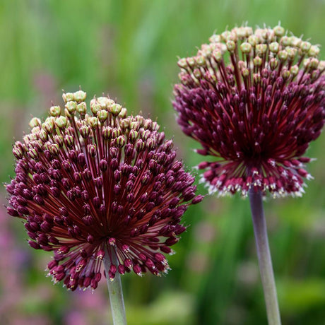 Bulbi Ceapa Ornamentala (Allium) Red Mohican (5 Bucati/Pachet)