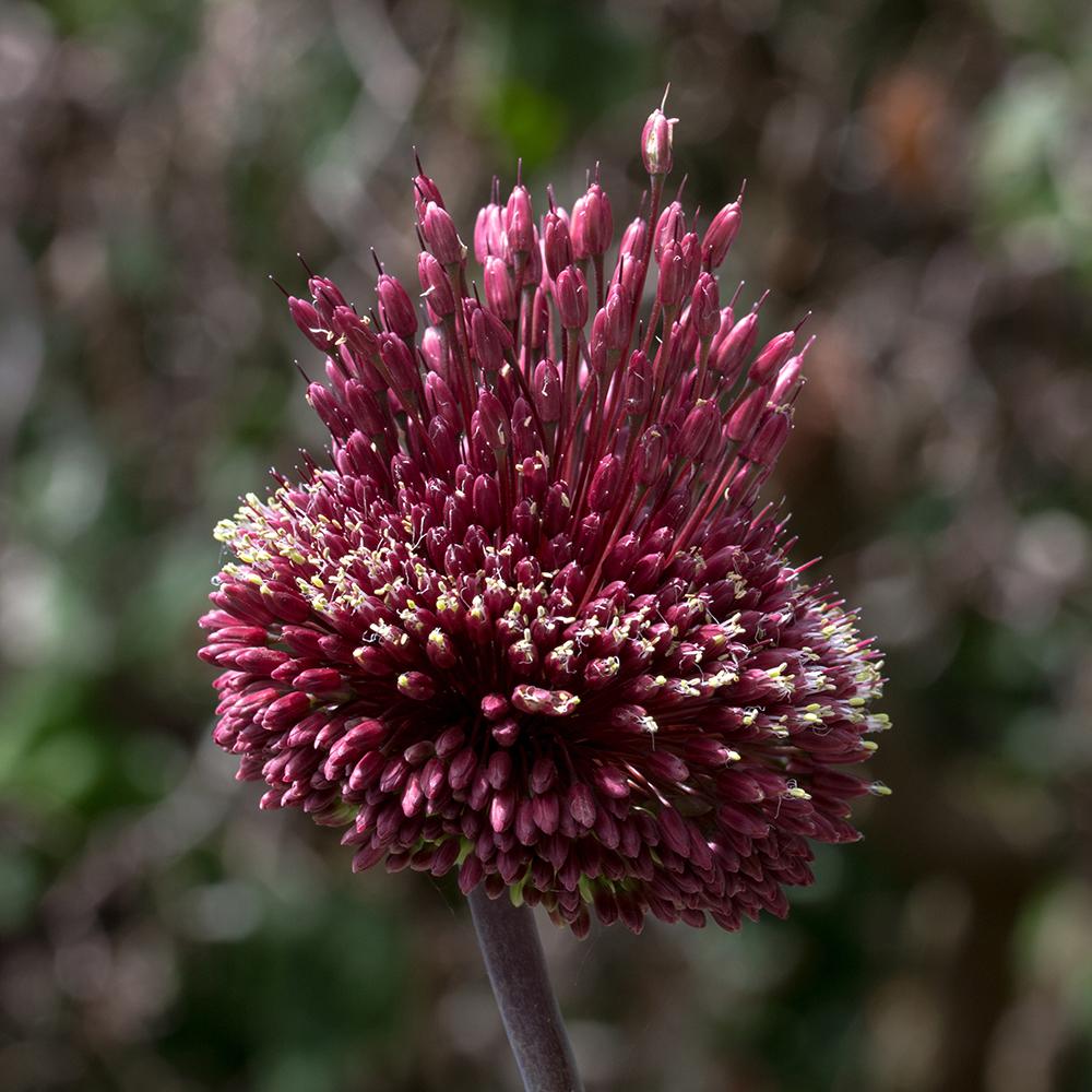 Bulbi Ceapa Ornamentala (Allium) Red Mohican (5 Bucati/Pachet)