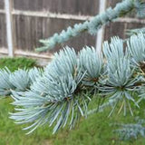 Cedru albastru Glauca Atlantica