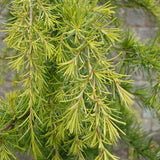 Cedru galben Aurea