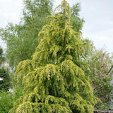 Cedru galben Aurea
