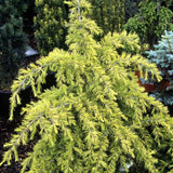 Cedru auriu Golden Horizon