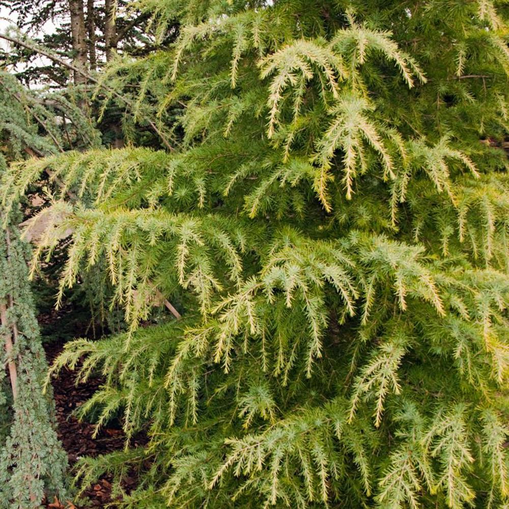 Cedru auriu Golden Horizon