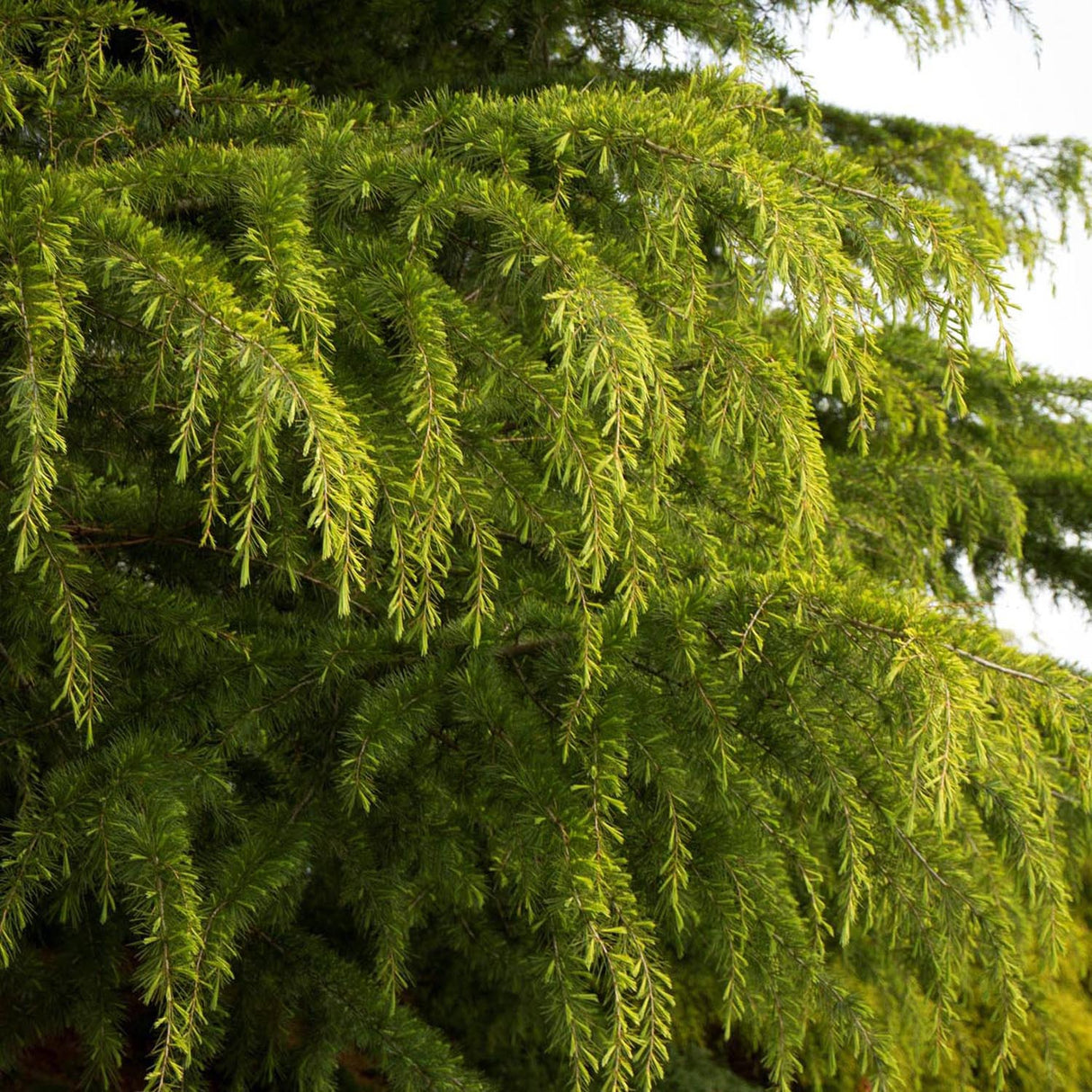 Cedru auriu Golden Horizon