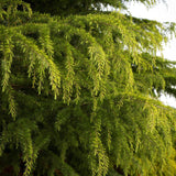 Cedru auriu Golden Horizon