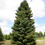 Cedru Japonez (Cryptomeria) Elegans Viridis
