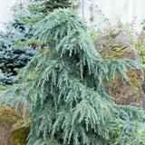 Cedru albastru de Himalaya Feelin' Blue (Cedrus Deodara)