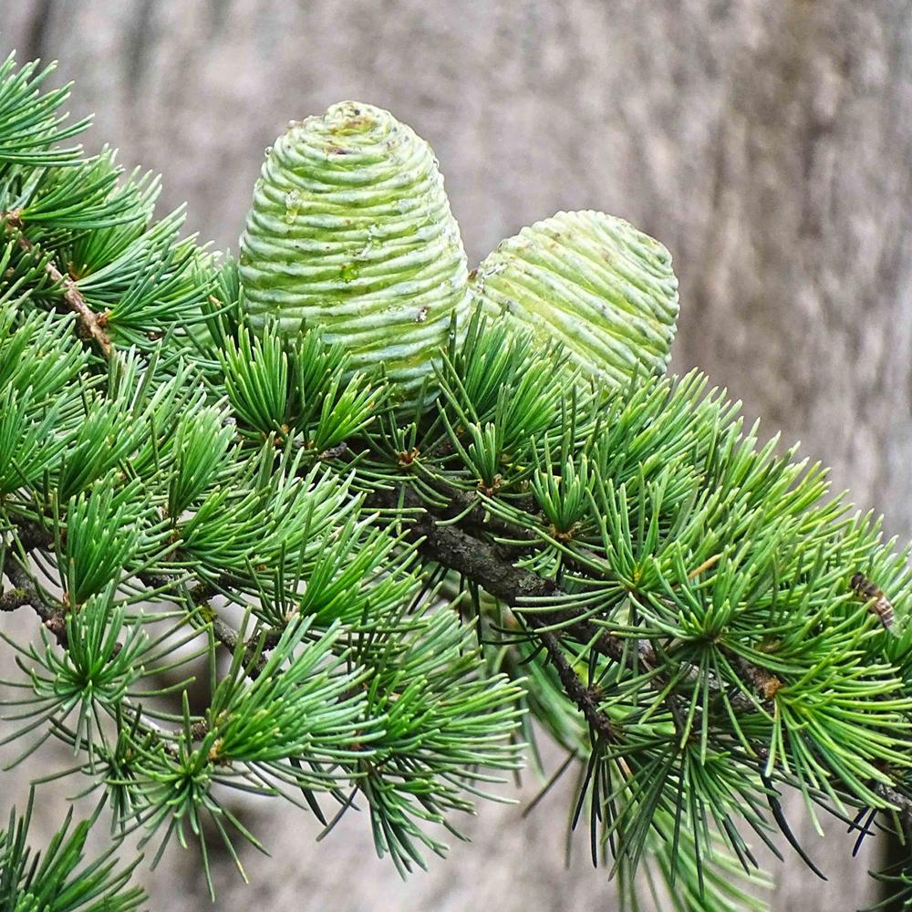 Кедър от Хималаите (Cedrus deodara) – вечнозелен иглолистен с меки синьо-зелени игли и бърз растеж