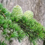 Кедър от Хималаите (Cedrus deodara) – вечнозелен иглолистен с меки синьо-зелени игли и бърз растеж