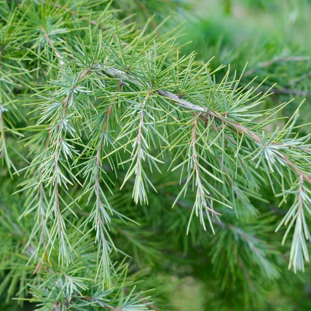 Кедър от Хималаите (Cedrus deodara) – вечнозелен иглолистен с меки синьо-зелени игли и бърз растеж