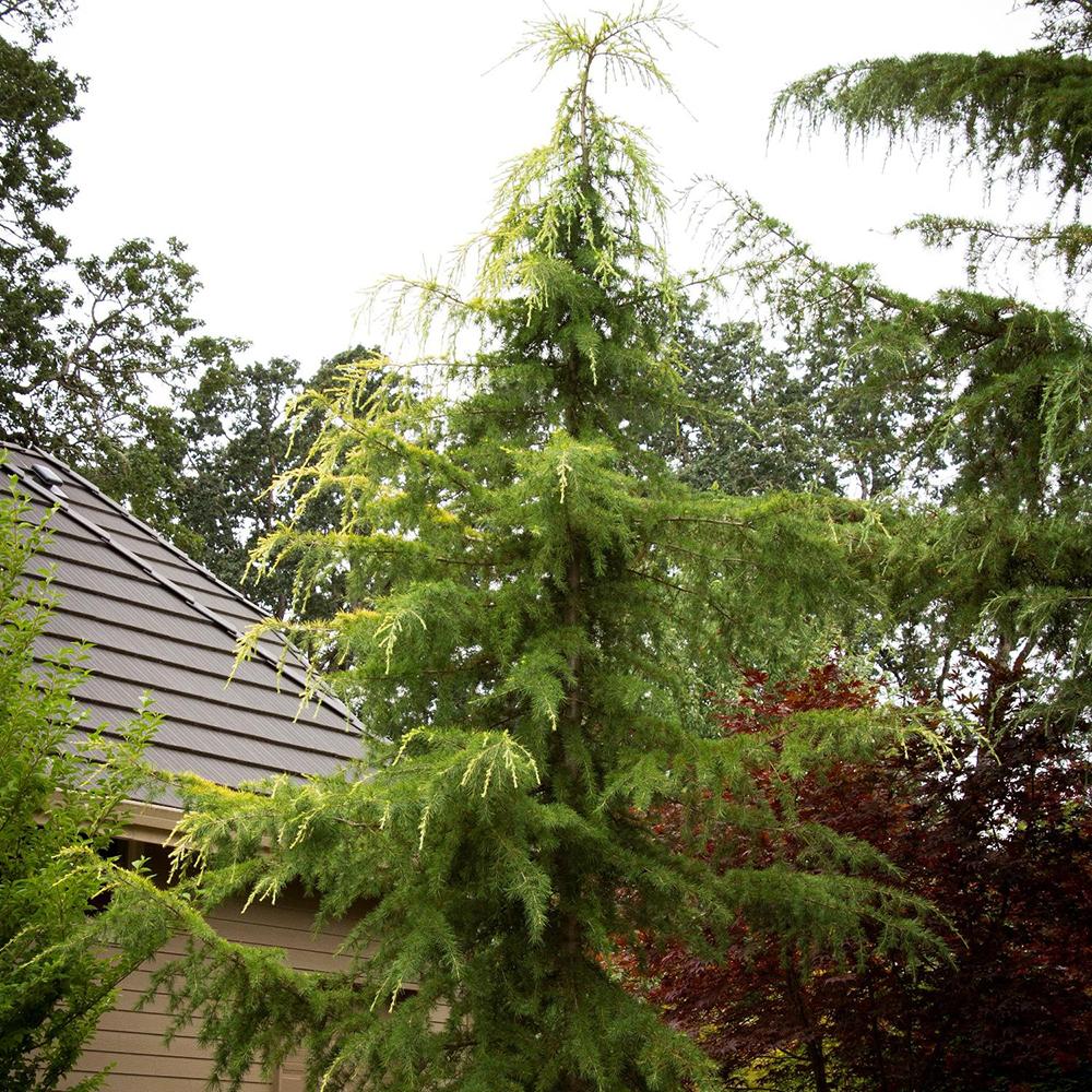 Хималайски кедър (Cedrus Deodara)