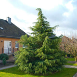 Хималайски кедър (Cedrus Deodara), със зелено-сребриста окраска и декоративни шишарки