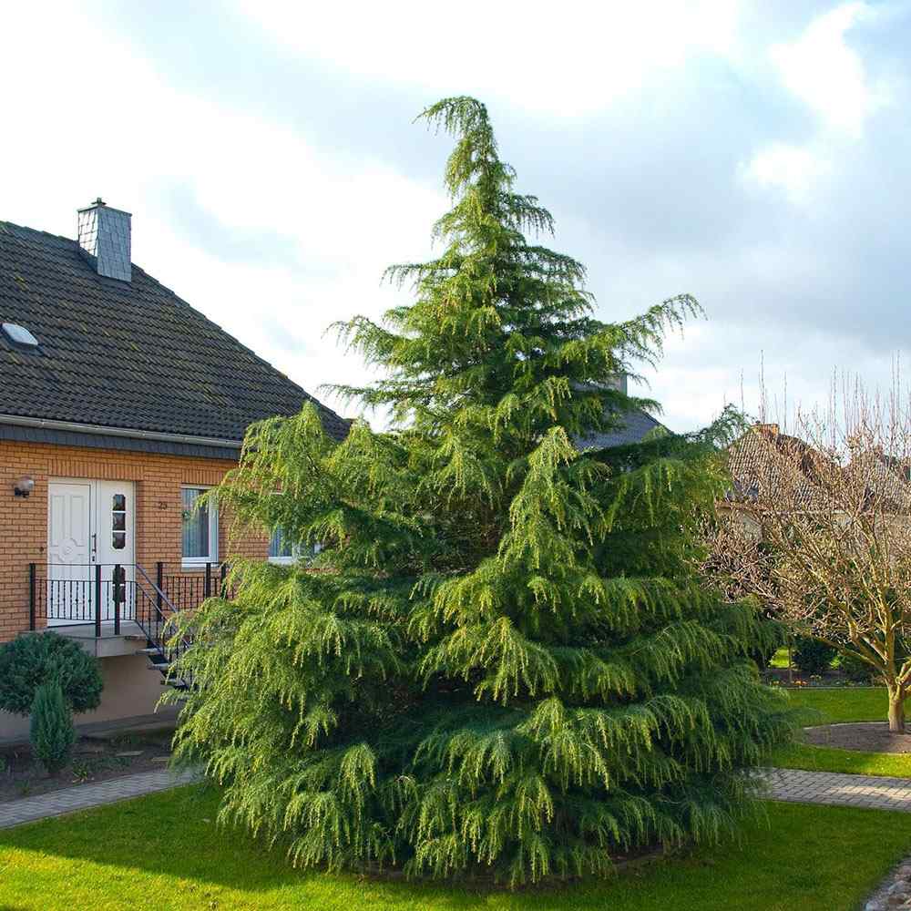 Кедър от Хималаите (Cedrus deodara) – вечнозелен иглолистен с меки синьо-зелени игли и бърз растеж