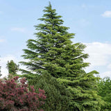 Хималайски кедър (Cedrus Deodara)